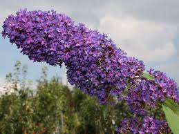 Image result for Komule empire blue