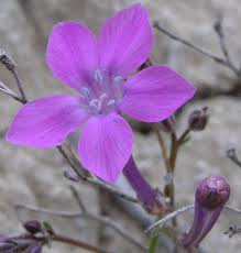 Image result for Alinula sp.