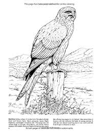 Short, slender bill with cere (soft skin) at base. Birds Of Prey Coloring Book Dover Nature Coloring Book Amazon Co Uk John Green 9780486259895 Books Owl Coloring Pages Dover Coloring Pages Coloring Pages