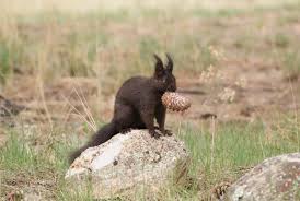 A Native Of The Rocky Mountains This Abert S Squirrel Was Photographed At The Ymca Of The Rockies In Estes P Estes Park Colorado Living In Colorado Estes Park