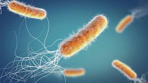 Image result for Fecal Transfer