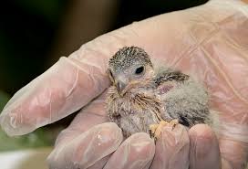 This dwarf feline is a cross between the sphynx and the munchkin. A Bird In Hand Zooborns