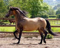 The mission of the american buckskin registry association is to collect, record, and peserve the pedigrees of buckskin, dun, red dun and grulla horses, mules, ponies and minis. Buckskin Horse Facts With Pictures Horsebreedspictures Com
