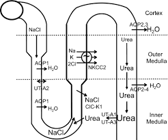 The cell membrane of animal cells and the loop increase in permeability of the cells of the collecting tubule to water is due to an increase in the production of antidiuretic hormone (adh). Regulation Of Renal Urea Transport By Vasopressin Abstract Europe Pmc