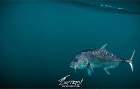 t i a a n b a r n a r d fish on instagram g t d r e a m s by far one of the hardest fighting fish pound for pound the dream fish f angler fish pet fish