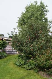Daneben sollten eltern splitter von kleineren rissen im holz. Kleiner 60m2 Reihenhausgarten Mein Schoner Garten Forum