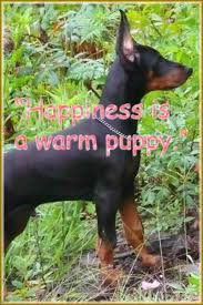 Awesome Article About Puppies That Is Easy To Know About Click Image To Read More Details Your Dog Dogs Training Your Dog
