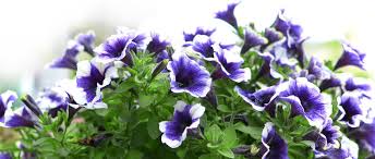 Image result for foto surfínie