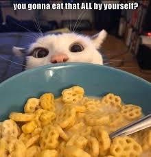 Make your own images with our meme generator or animated gif maker. Sharing Is Caring You Know Lolcats Lol Cat Memes Funny Cats Funny Cat Pictures With Words On Them Funny Pictures Lol Cat Memes Lol Cats