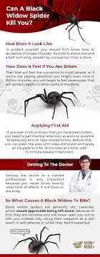 Can a black widow kill a cat? Can A Black Widow Spider Kill You