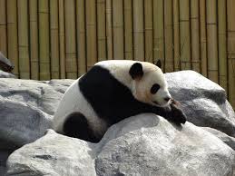 As this situation evolves, we will keep you updated on facebook, twitter and our website. Toronto Zoo Zu Besuch Bei Eisbar Und Panda Reisen In Kanada Fotos Und Reiseberichte Aus Dem Schonsten Land Der Welt