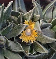 Image result for Nananthus