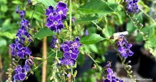 *overall height is inclusive of the planter height. Duranta Erecta Care Tips On Growing The Golden Dewdrop