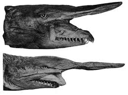 Esta especie abisal se caracteriza por su peculiar cabeza y su. Conoces Al Extrano Tiburon Duende Te Contamos Donde Vive