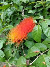 Image result for Combretum paniculatum