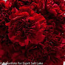 Pin On Raw Carnations