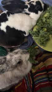 Image result for tbn:nuNU7FPK4A54yM::rvforsaleguide.com/images/bunny-resting-picture.jpg