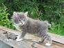 7 Facts About American Bobtail Cats You Have To Know