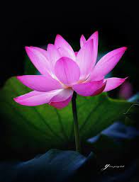 Lotus Flower Lotus Flower Pictures Lotus Flower Wallpaper Lotus Flower Art