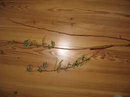Weidenwasser Bewurzelungshilfen Fur Stecklinge Tipps Tricks Green24 Hilfe Pflege Bilder