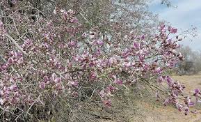 Image result for Aster milanjianus