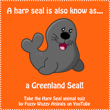 What Is Another Name For A Harp Seal Animal Facts For Kids Click To Take The Harp Seal Animal Quiz On Yo Animal Facts For Kids Animal Quiz Fun Facts For