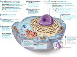 Spiritualism The Key To Human Nature Cell Structure Animal Cell Animal Cell Structure