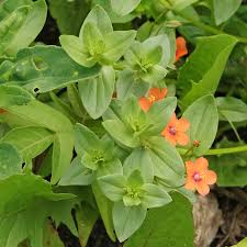 Image result for Anagallis serpens