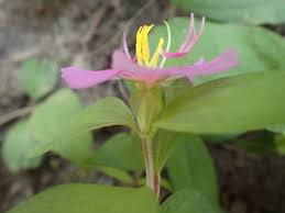 Image result for Melastomastrum