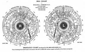 What It Iris Chart And How To Read Iris Chart Iriscope