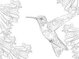 If your child loves interacting. Realistic Ruby Throated Hummingbird Coloring Page From Hummingbirds Category Bird Coloring Pages Coloring Pages Hummingbird Colors