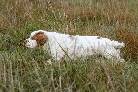 Mum🥰 is a very gre Clumber Spaniel Dog Breed Information