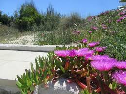 Image result for Phylohydrax