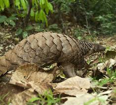 Pangolins have long been prized in china for their meat and their scales, which are believed to have medicinal value. Victims Of A Vile Trade Pangolins Are Almost Extinct Roundglass Sustain