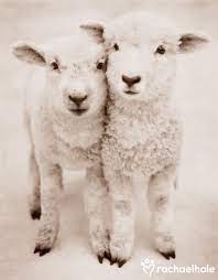 Romeo And Juliet Romney Lambs Animals Animals Beautiful Animals Friends