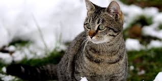 Learn what makes a good shelter for outdoor cats. 10 Awesome Outdoor Cat House Ideas For Feral Felines