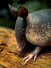 Pangolin, from the malay meaning 'rolling over,' refers to this animal's habit of curling into a ball pangolins—which are typically classified in the genera manis, phataginus, and smutsia in family. 300 Armadillo Pangolin Ideas Pangolin Armadillo Animals Wild