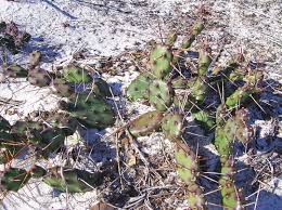 It is a large cactus native to the southwestern desert regions of north america, most notably mexico. Https Bioone Org Journals Haseltonia Volume 2008 Issue 14 1070 0048 14 1 111 The Opuntias Of Mississippi 10 2985 1070 0048 14 1 111 Pdf
