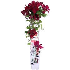 We did not find results for: Kaufen Sie Jetzt Kletterstrauch Clematis Nubia Rosa Inkl Klettergerust Winterhart Kaufen Bakker Com