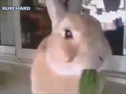 Esrar Yapragi Yiyen Tavsan Rabbit Eating Marijuana Leaf Youtube