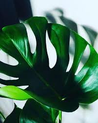 This is a super quick video to help you identify the differences between monstera deliciosa (swiss cheese plant) and split leaf philodendron (formerly philodendron sellom bipinnatifidum, now philodendron thauatophyllum bipinnatifidum )! What S The Difference Between A Monstera And A Split Leaf Philodendron