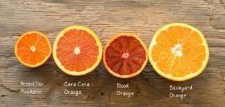 Types Of Oranges Types Of Oranges Southern California Orange Tree