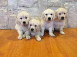 The golden retriever is family friendly, affectionate, and fun! Golden Retriever Breeder In Dallas Texas Red Dawn Golden Retrievers