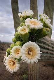 Here is my final picture of the cactus. Saguaro Flowers Cactus Plants Beautiful Flowers Cactus