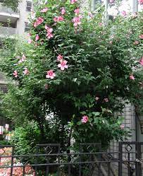 It seems both are not growing well. Rose Of Sharon Not A Real Rose But Worth Growing