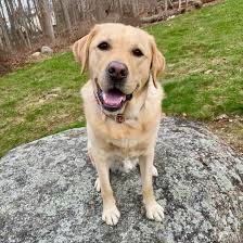 We understand how important it is to bring your dog an ideal name, you know, something that fills the checklist perfectly. 400 Best Labrador Names That Are Unique And Cool K9 Web