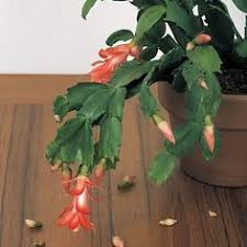 Because christmas cactus plants are so easy to care for, it is not uncommon for a christmas cactus to eventually grow to a monstrous size. 730 Christmas Cactus Ideas Christmas Cactus Cactus Easter Cactus