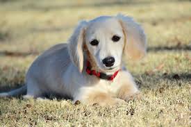 I breed dachshunds with sound conformations and excellent temperaments. Dachshunds For Sale Redding Ca