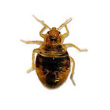 Anver pest control offers conventional liquid bed bug treatments and heat treatments. Bed Bug Identification Behavior Western Exterminator Of Las Vegas