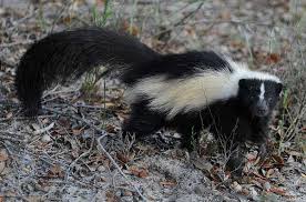 So long as you feed your skunk a healthy diet and you keep them active, they can live up to ten years. How To Get Rid Of Skunks Forget About Them Forever Pestkilled
